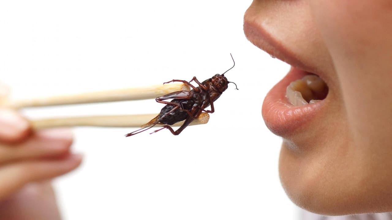 Los grillos son considerados una fuente rica en proteína.