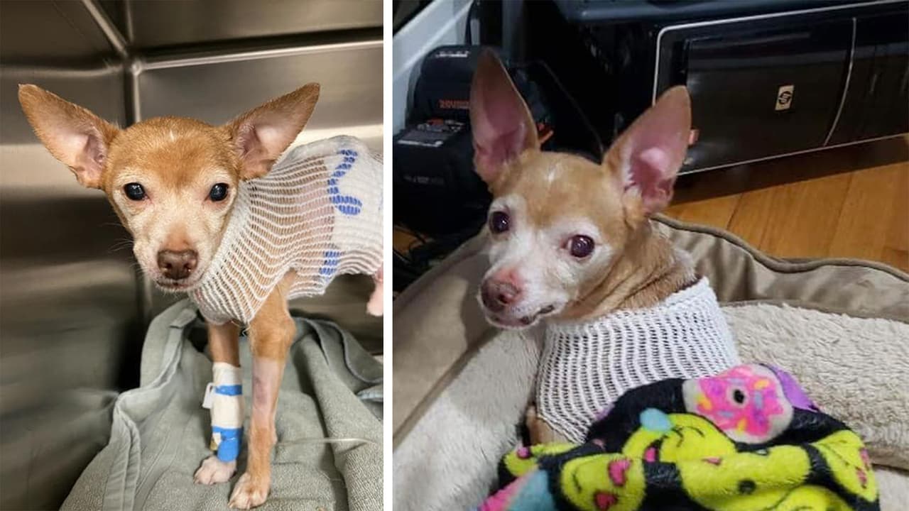 “¡Lo hicimos, salvamos a Bebé!” El chihuahua que fue apuñalado ya regresó a su casa