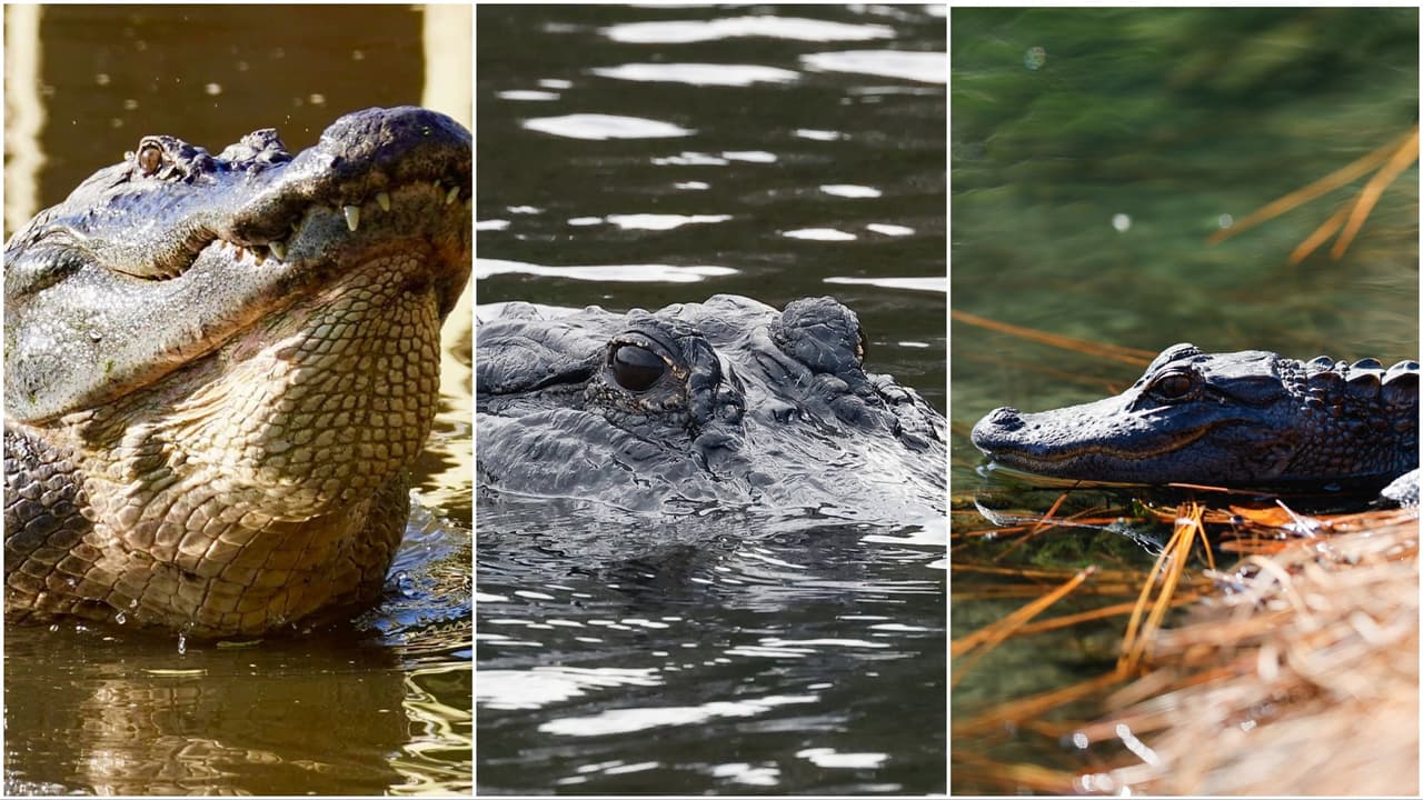 En imágenes: Florida tiene siete de los 10 lagos más infestados de caimanes en EEUU