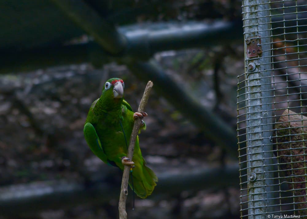La cotorra puertorriqueña está en peligro de extinción desde el 1967.