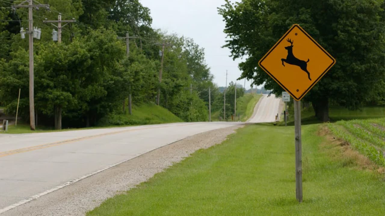 Reduzca la velocidad en áreas con señales de ciervos a lo largo de la carretera.Estas áreas son conocidas por los cruces de ciervos. Además, asegúrese de mantener los ojos abiertos después de ver un ciervo. Los ciervos generalmente se mueven juntos, por lo que si ve uno, probablemente verá otro.