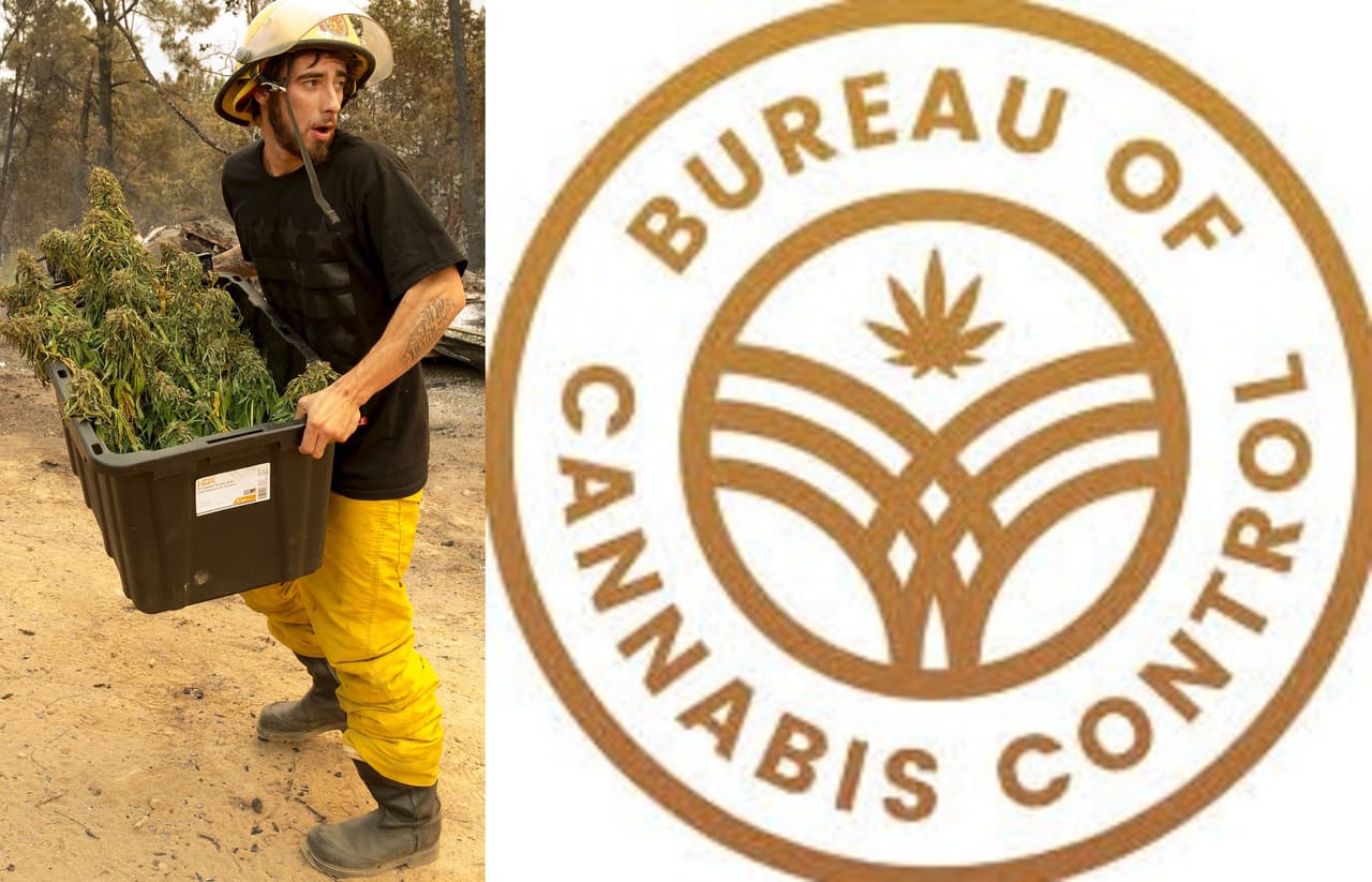 Quieren crear una policía especial para combatir la marihuana ilegal en California