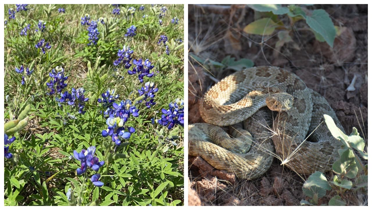 Una persona es mordida por una serpiente mientras andaba en un sendero del condado Travis 