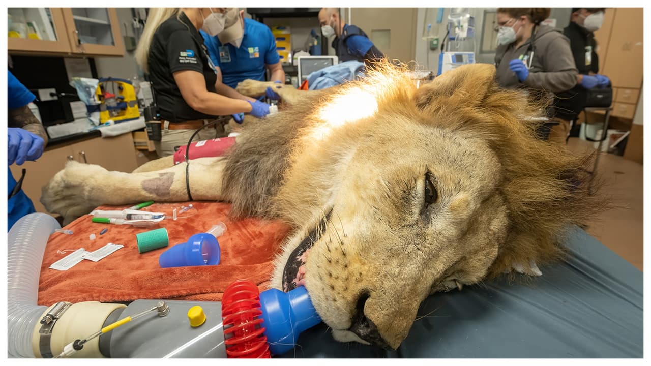 ¿Un león y un jaguar en el dentista? Estas fotos muestran cómo limpian los dientes de estos animales en el zoológico de Miami
