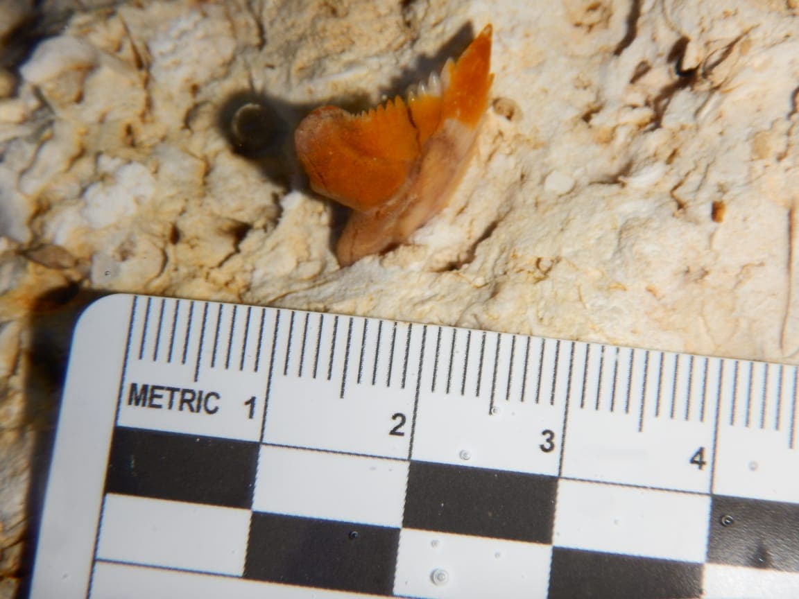 Pieza de dentadura de megalodón localizada en cueva inundada en México