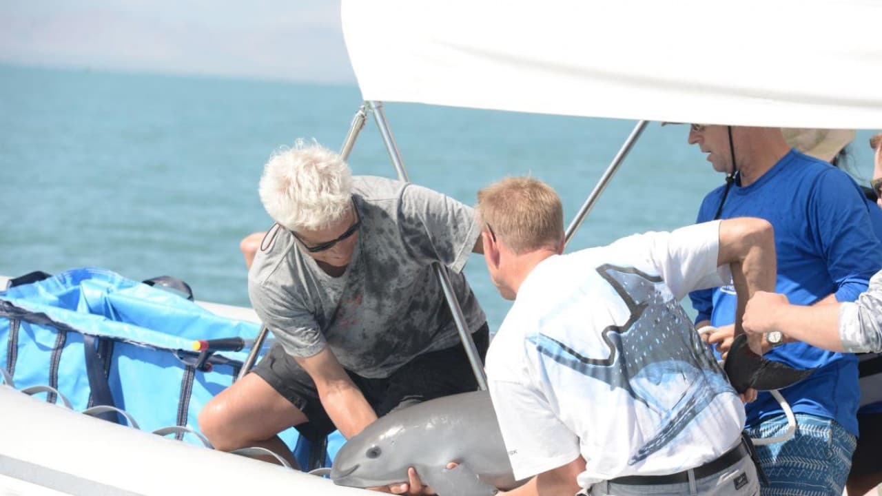 El hallazgo de una especie marina casi extinta en México sorprende a los científicos