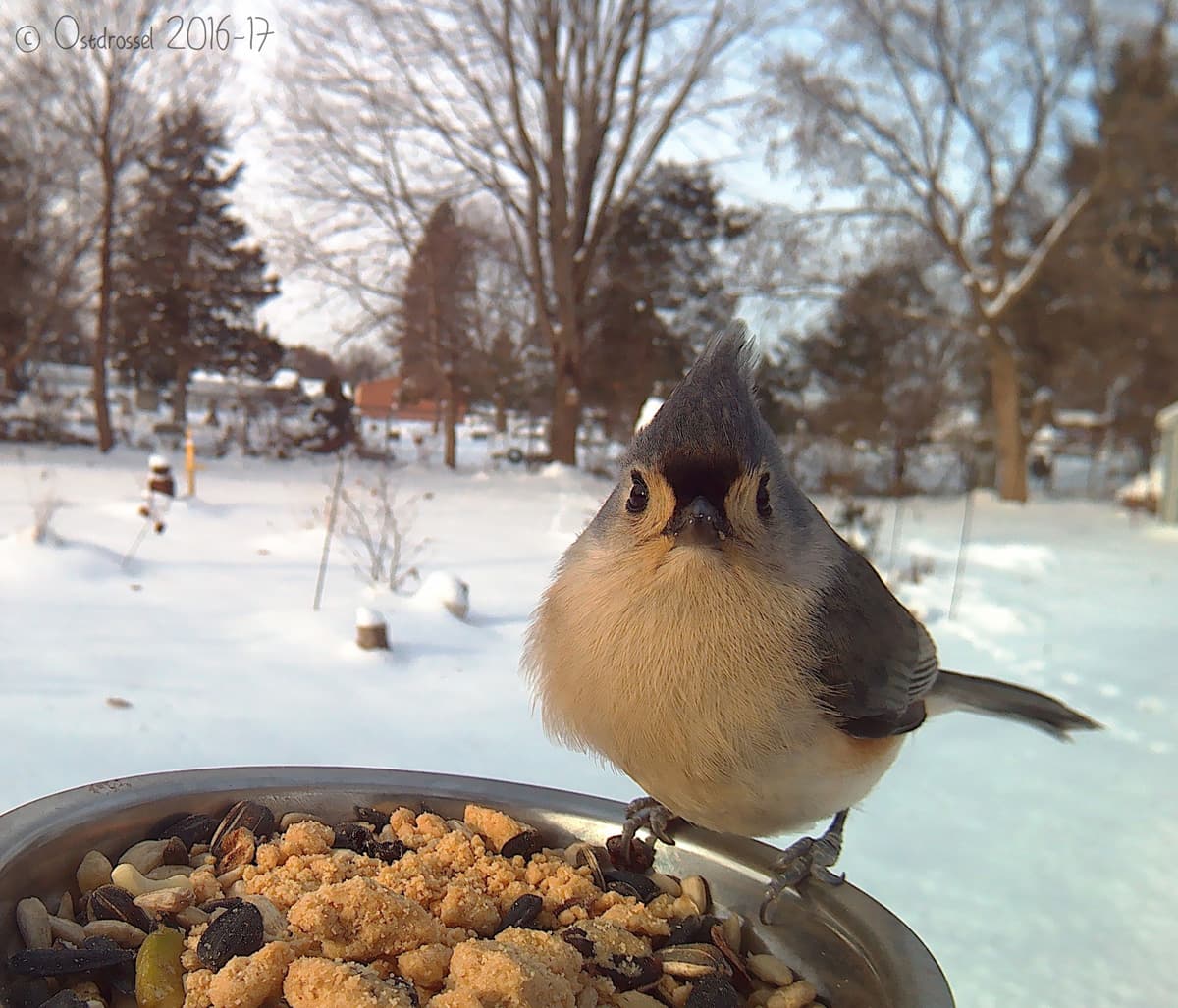 Un herrerillo bicolor se posa de frente a la camara. Esta pequeña ave con copete se encuentra todo el año en los bosques del este de EEUU. Busca alimento saltando entre las ramas de los árboles y a veces incluso colgándose de las ramas con la cabeza hacia abajo.
