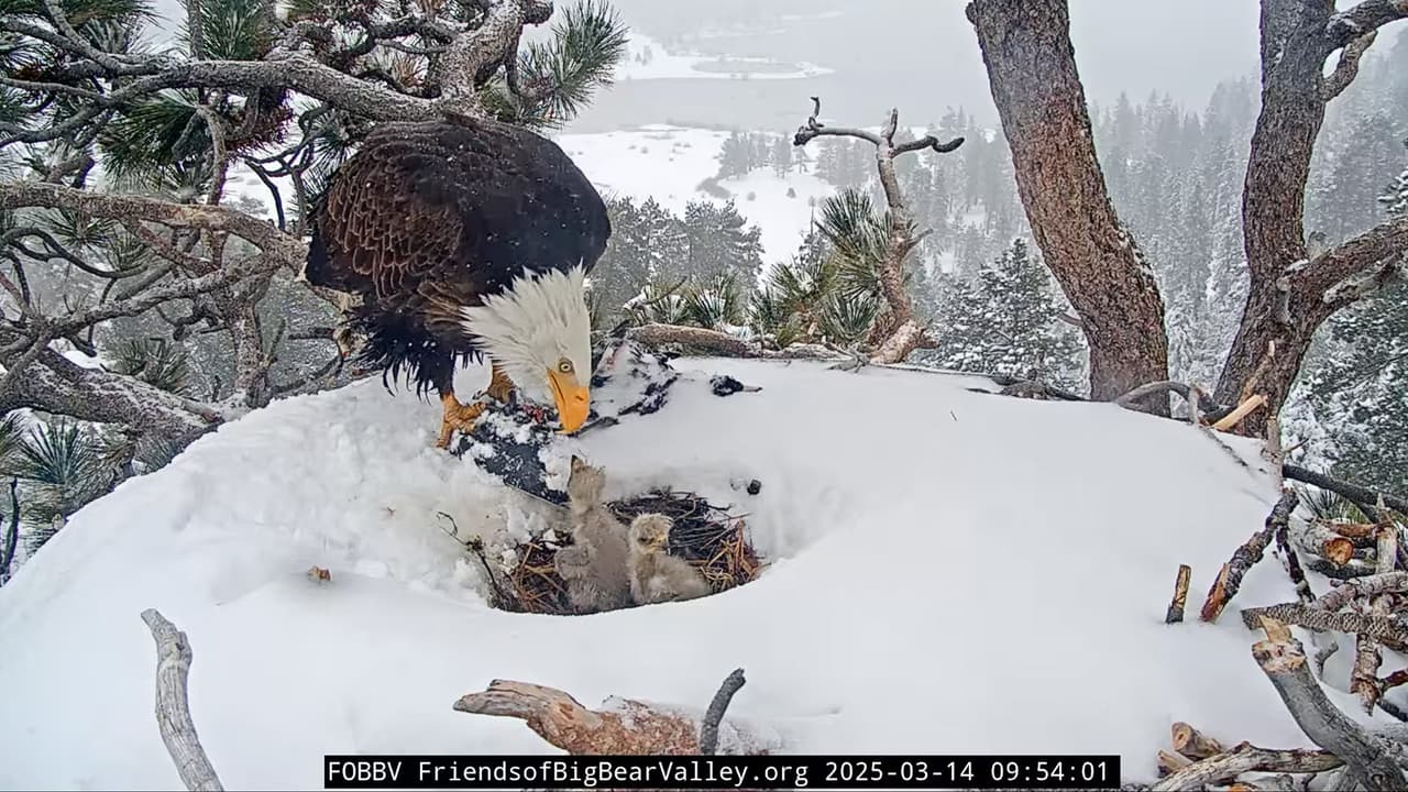 Una serie de
<b> tormentas invernales</b> afectaron la semana pasada a la zona de Big Bear provocando 
<b>intensas nevadas</b> que cubrieron por completo el 
<b>nido de <a href="https://www.univision.com/local/los-angeles-kmex/jackie-y-shadow-tercer-aguilucho-deja-atras-cascaron-big-bear-fotos" target="_blank">las águilas calvas Jackie y Shadow</a></b>.