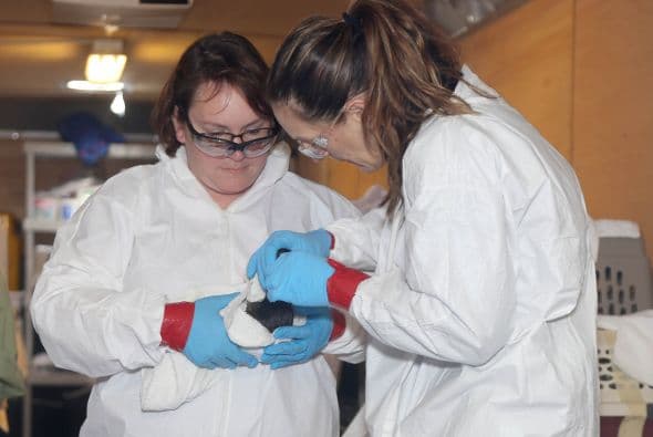 Continúan las labores de limpieza tras derrame de petróleo