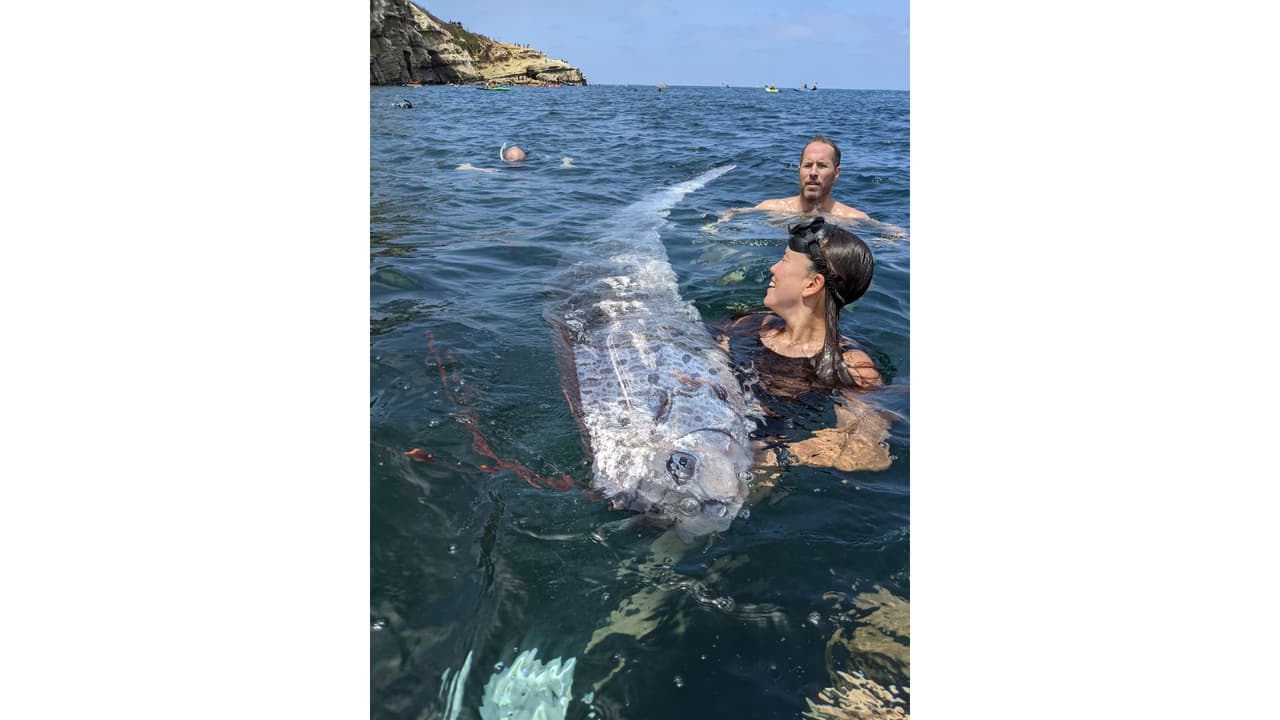 El extraño “pez de fin del mundo” que apareció muerto en las costas de California 
