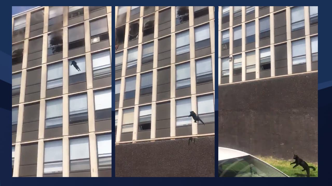 Gato sobrevive tras saltar de un edificio en llamas en Chicago