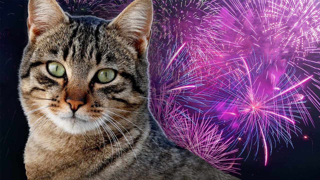 Aunque los perros son más susceptibles a los efectos adversos de los fuegos artificiales, 
<b>los gatos también pasan un mal momento</b> con las detonaciones.