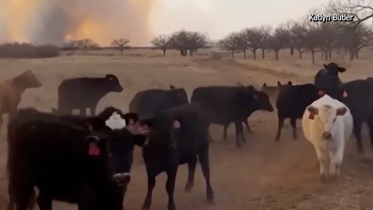 Cientos de animales del panhandle de Texas se han visto afectados por estos históricos incendios. Estas vacas fueron captadas tratando de huir de la catástrofe. Los incendios han calcinado miles de acres, lo cual también deja sin alimento, ni agua a los animales.