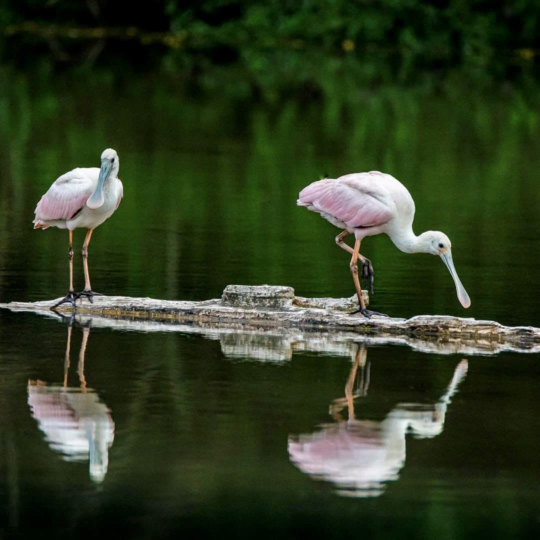 Es un espectáculo raro de ver, especialmente en el condado de Cumberland. Los funcionarios del 
<a href="https://twitter.com/ccpa_net/status/1419327864030257154" target="_blank">condado de Cumberland </a>publicaron el domingo fotos de dos Roseate Spoonbills en un pantano.