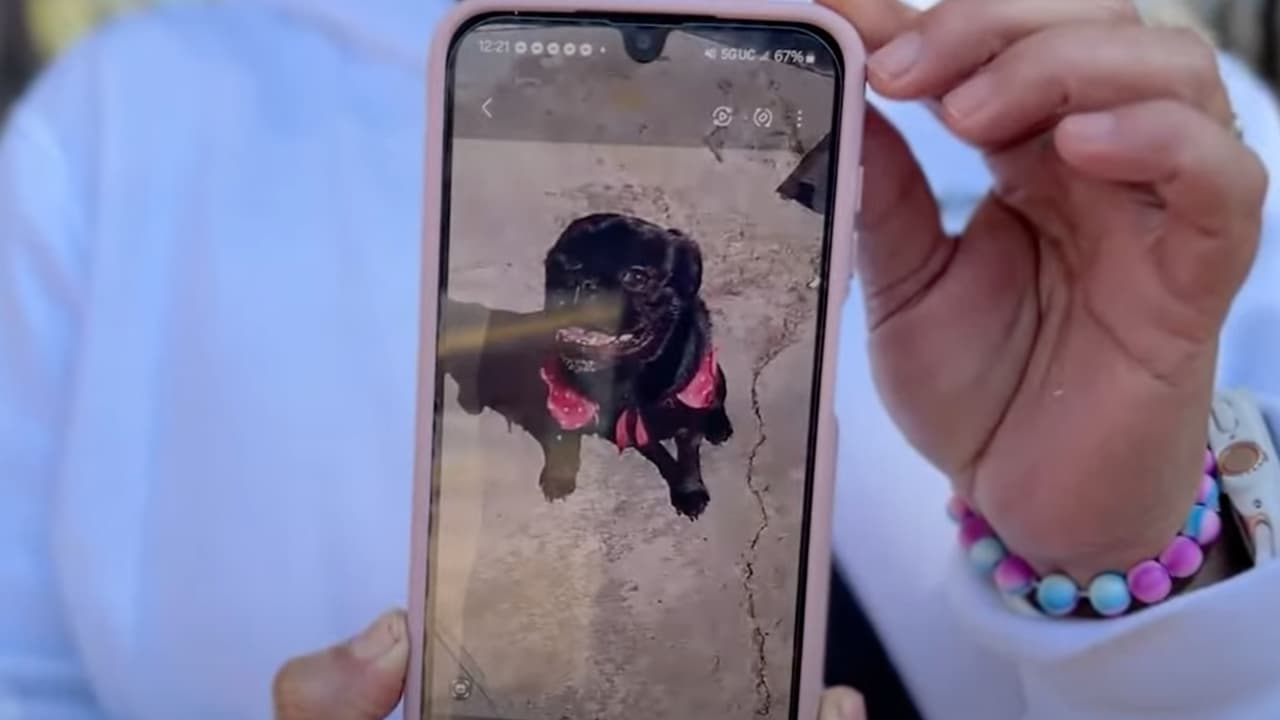 Familia venezolana busca traer a sus perros a EEUU tras verse obligados a dejarlos en México