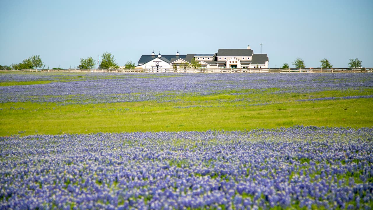 Quienes visiten estos campos de Bluebonnets deben prestar atención a algunas semillas, llamadas lupinos, que pueden resultar tóxicas por la cantidad de alcaloides que tienen. También recomiendan protegerse de insectos, arañas y otros bichos que habitan en los pastizales y praderas, como las garrapatas.
