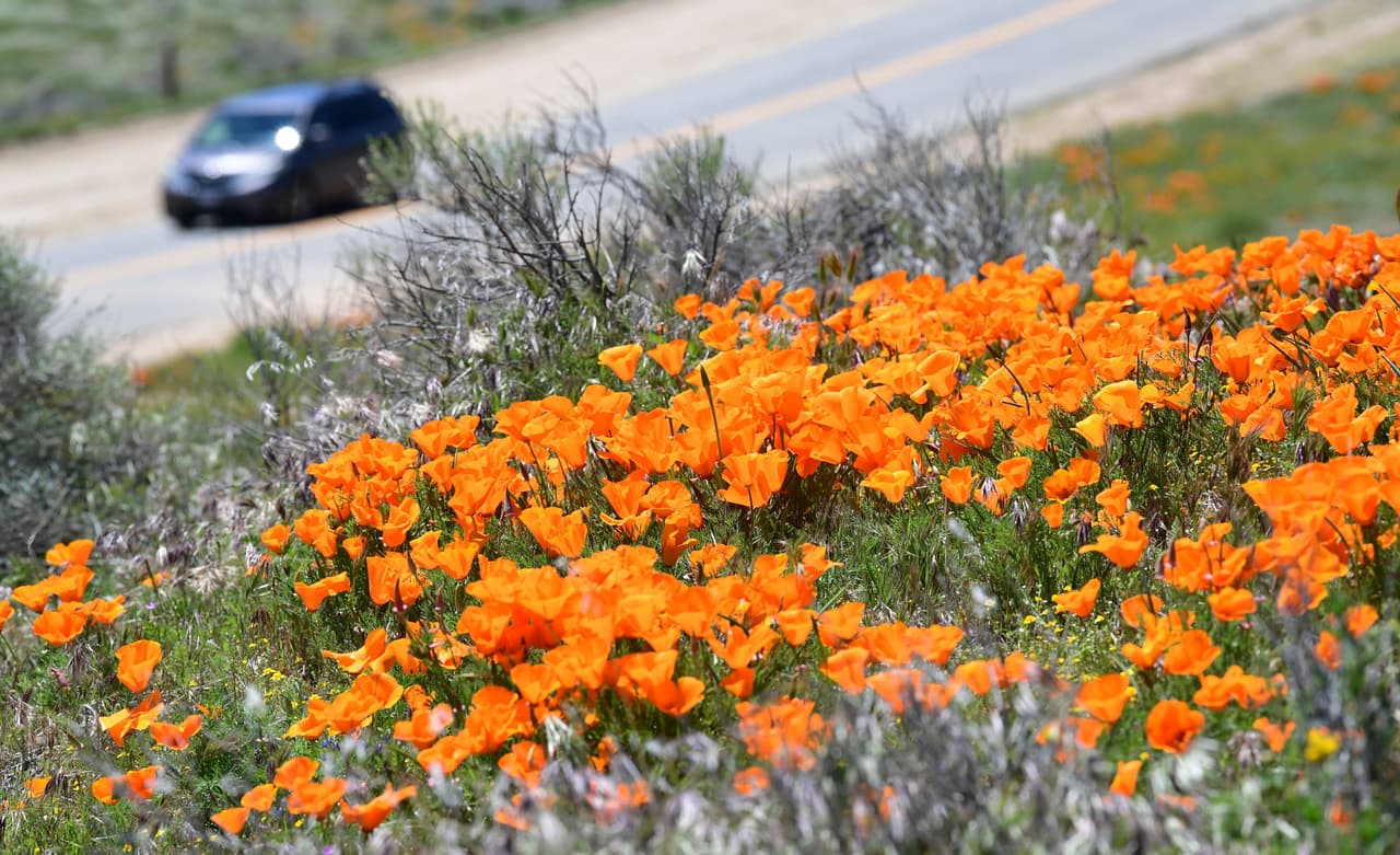 Aunque la duración e intensidad de los colores y la cantidad de flores que crecen en diversos lugares varían cada año.