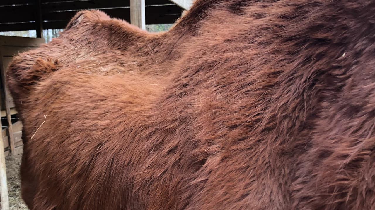 Uno de los caballos no tiene acceso a agua o a comida.
