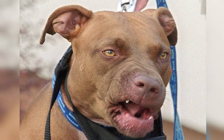 Niña de 3 años atacada por un perro pitbull en Hemet