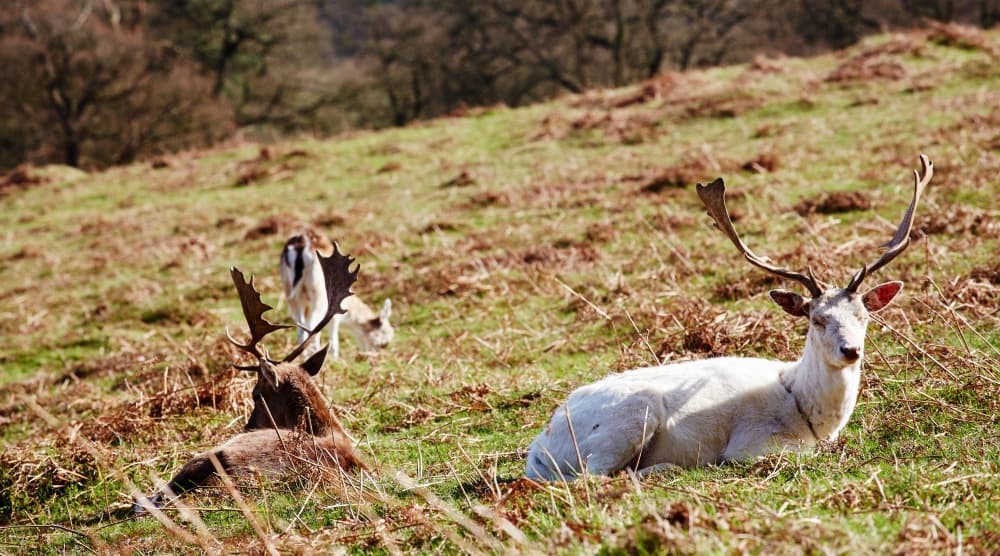 Ciervo blanco junto a un ciervo rojo