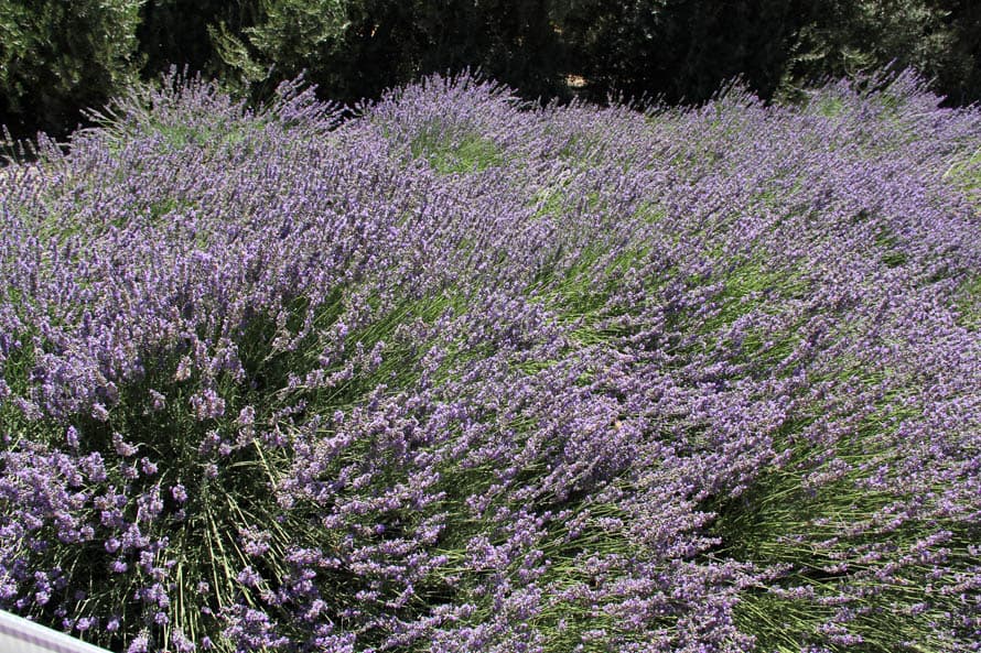 Una vez inicias el paseo verás arbustos de lavanda hasta donde te alcance la vista.