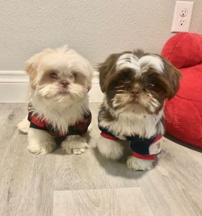 Romeo y Coco llegaron a la casa de Sulma y son sus bebés.