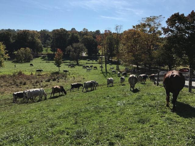 Para los lugareños, Bailys es una parada regular para tomar leche. Puedes visitar este lugar durante la semana para disfrutar de leches descremadas, al 1.5%, enteras y de chocolate, crema espesa, queso y huevos frescos. Puedes llegar de fin de semana en verano, cuando el camión de helados de la familia se instala junto al pasto y disfrutar un helado suave de vainilla y aderezos como miel local y arbustos de frambuesa agridulce. 📍
<a href="https://www.google.com/maps/place/1821+Lenape+Unionville+Rd,+West+Chester,+PA+19382/@39.8978838,-75.6764422,17z/data=!3m1!4b1!4m5!3m4!1s0x89c6f829434839bd:0x244de34ece89f5a!8m2!3d39.8978838!4d-75.6742482" target="_blank">1821 Lenape-Unionville Rd., West Chester</a>