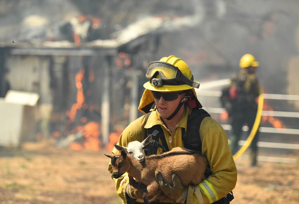 Tengan también un plan de evacuación para mascotas y animales grandes, como caballos o ganado.