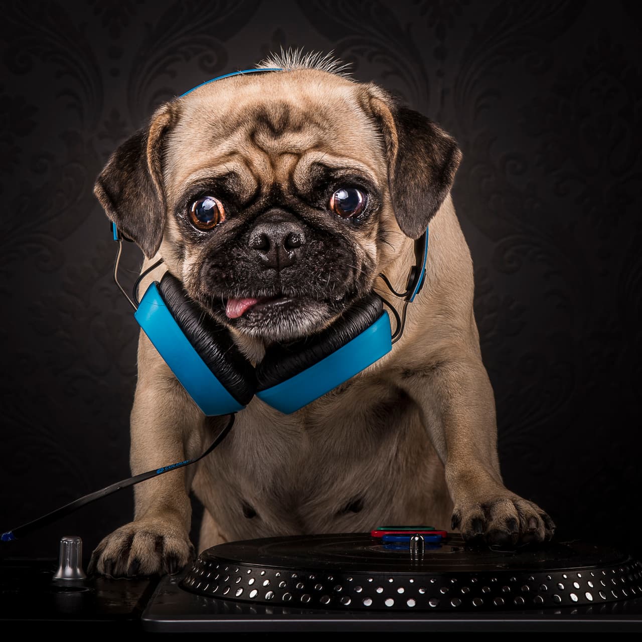¡Además, tienen el ritmo del hip hop bien ubicado! Si estos perros fueran DJ, seguro muchos triunfarían a nivel internacional.