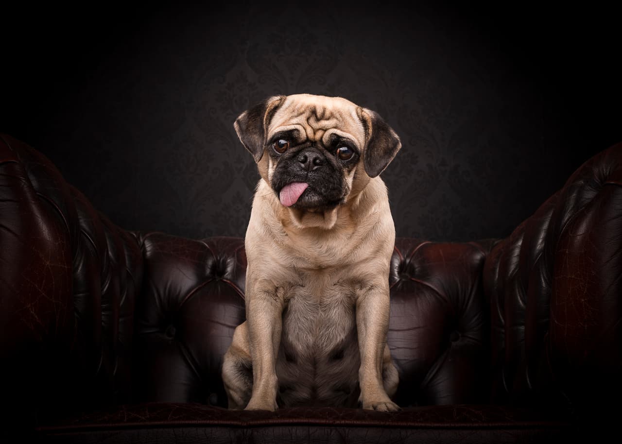 Las fotos tienen como único objetivo demostrar lo bellos y divertidos que son los pugs.