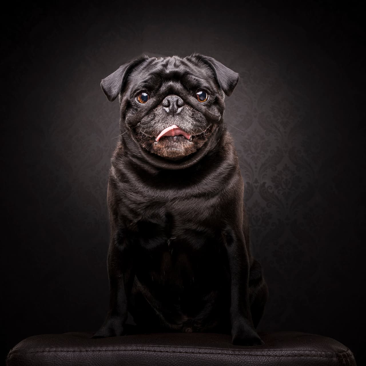 ¡Tú también puedes darle un toque el 'hip hop' a tu perrito!