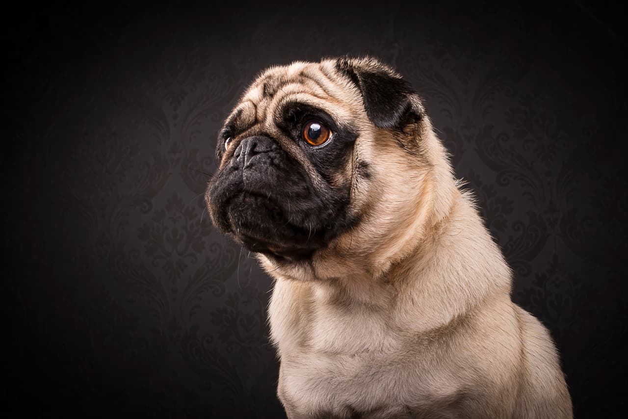 Nadie creería que estos pugs son rebeldes.