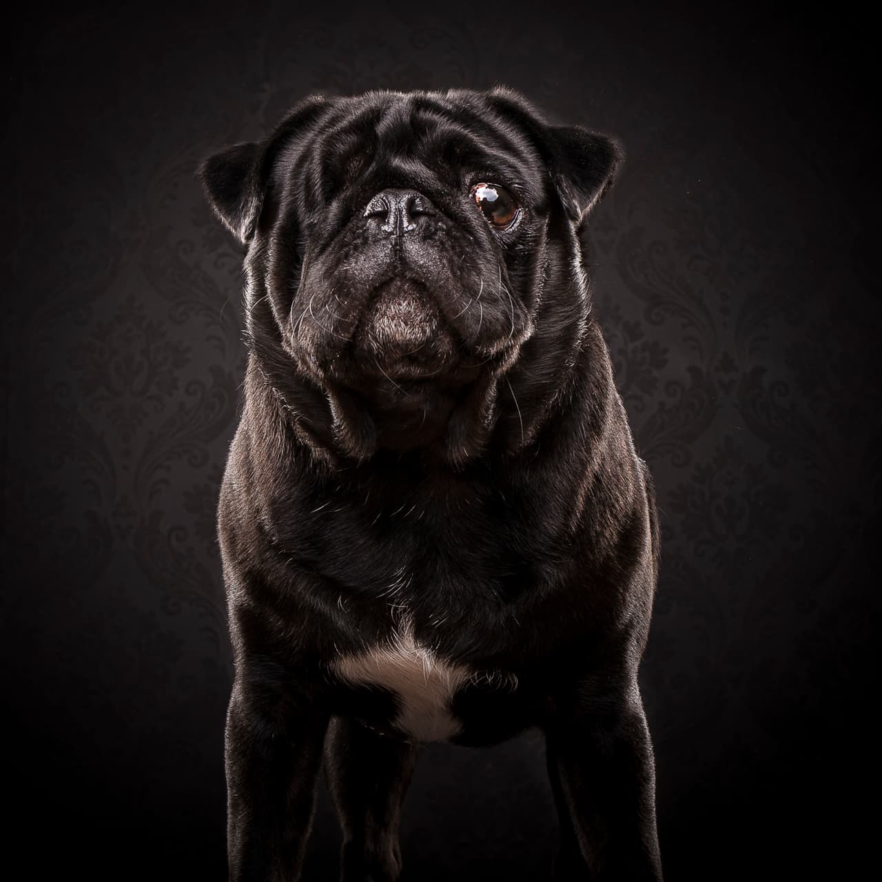 No cabe duda de que estos pugs tienen un estilo súper especial.