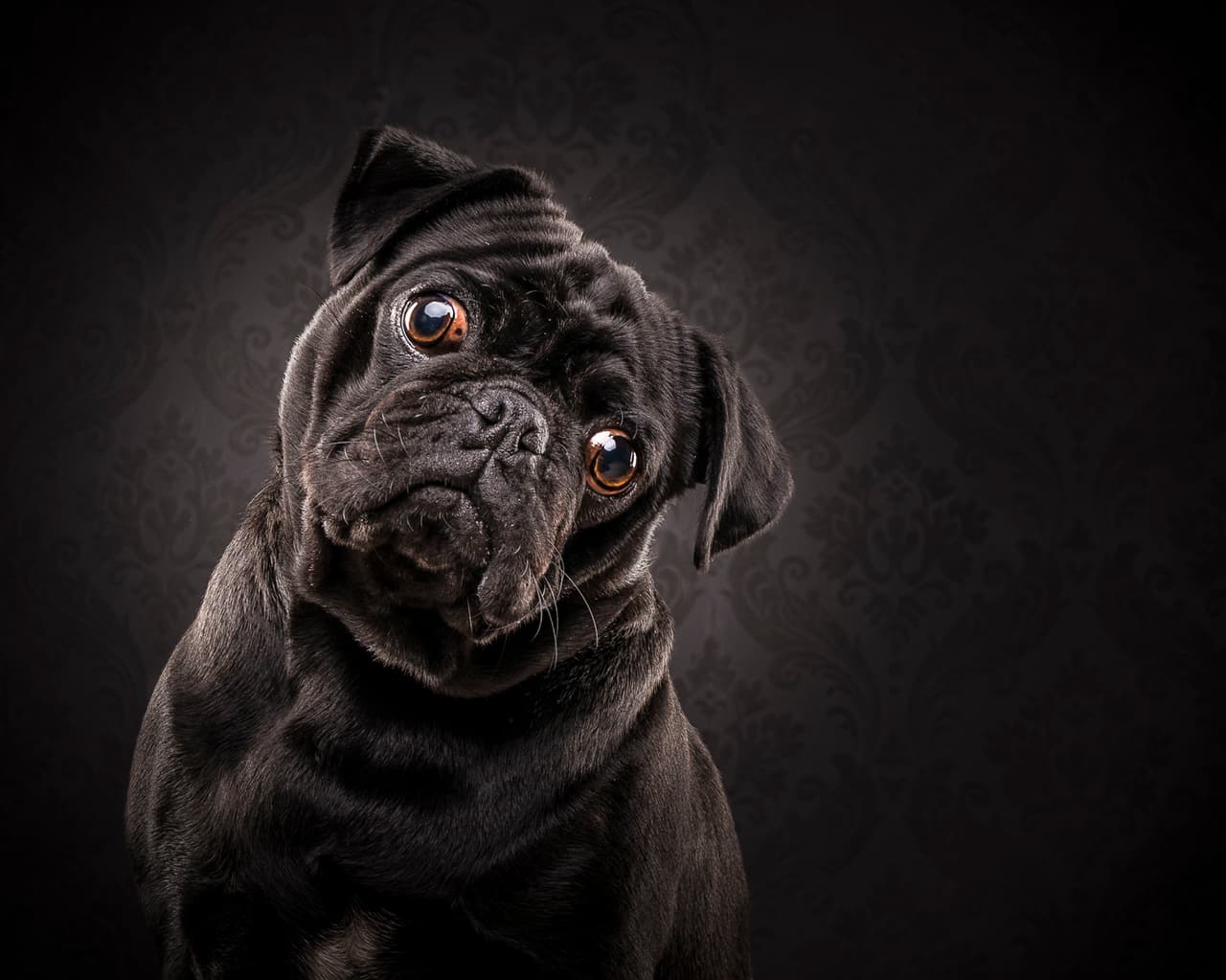 Además, ¡sus caritas son muy tiernas!