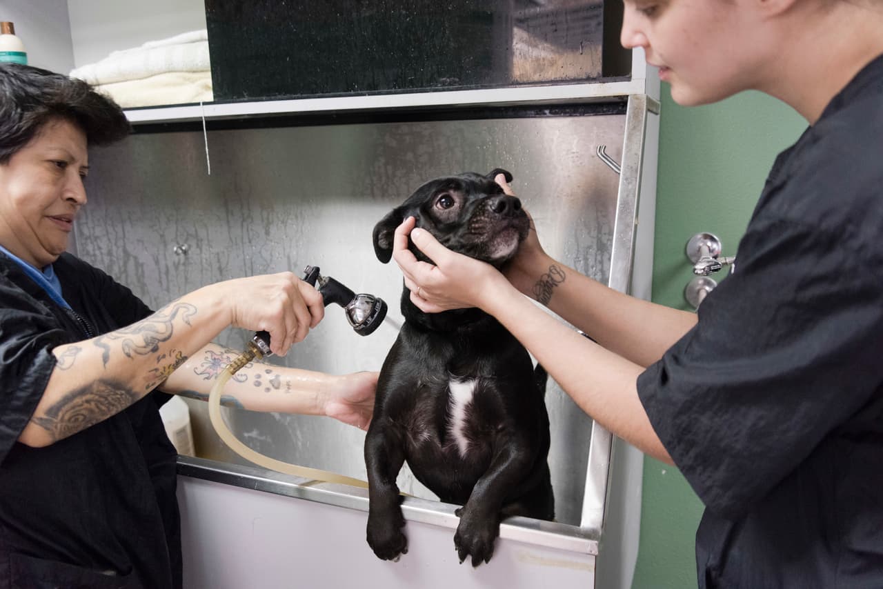 La temperatura promedio de un perro es de 38 a 39º C y un golpe de calor puede elevar su temperatura corporal a más de 42ºC.
