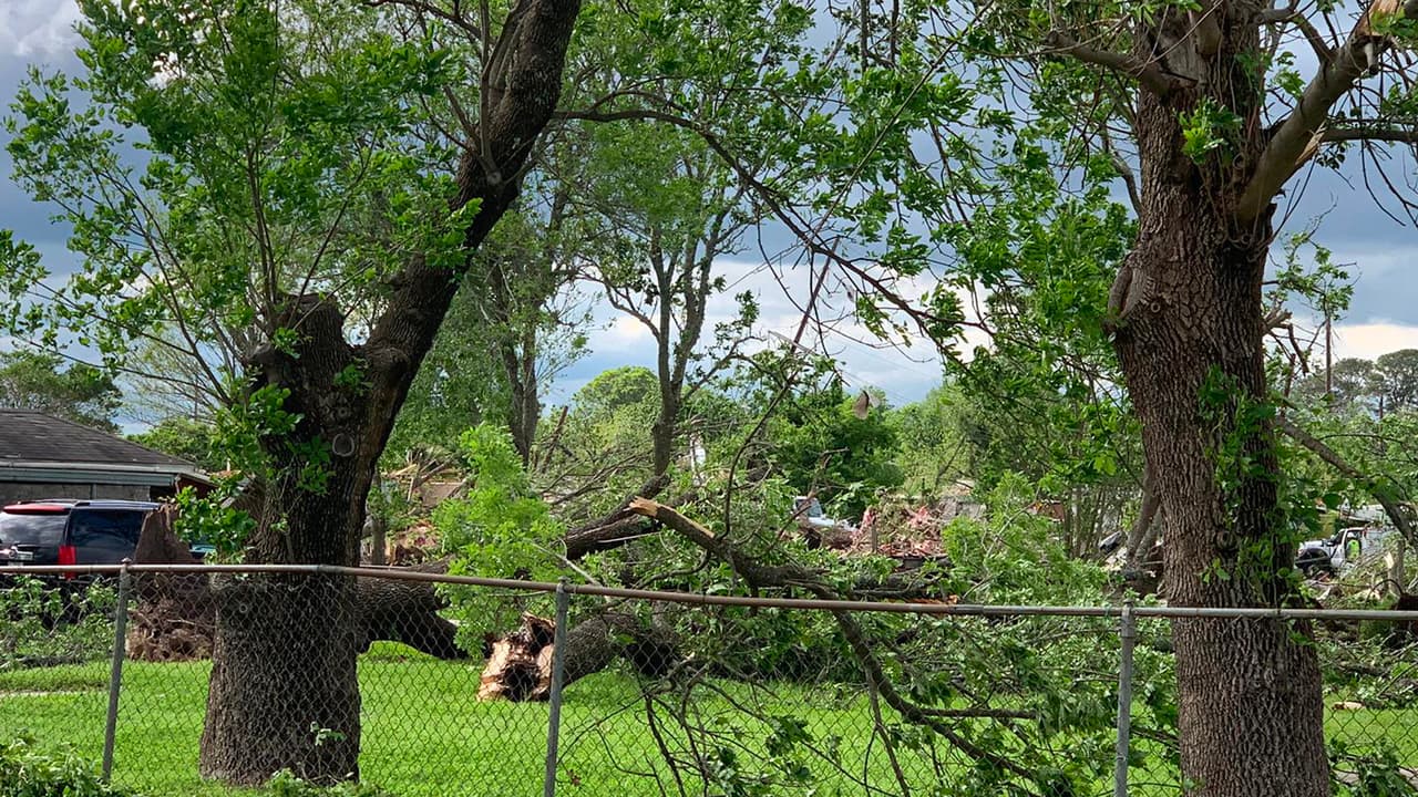 La fuerza de los vientos arrancó este grueso árbol de raíz.