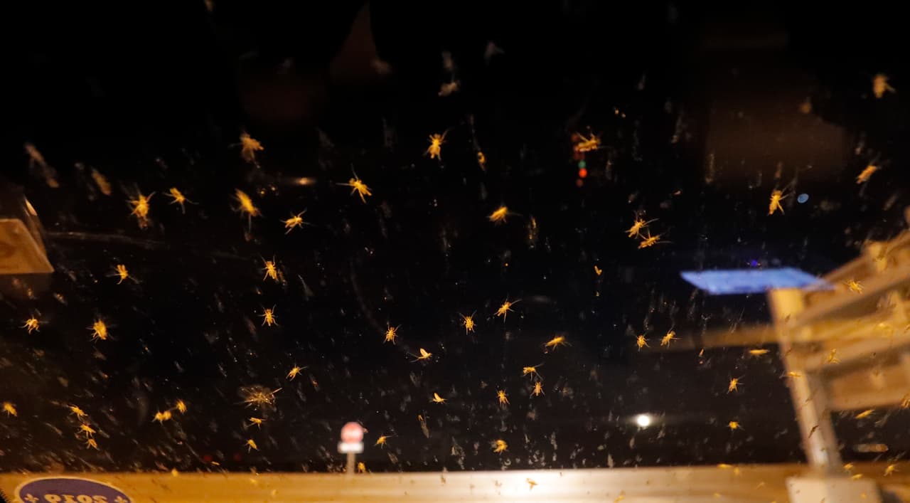 Normalmente el Lago Pontchartrain es salobre, pero desde el 10 de mayo recibe agua dulce del río Mississippi que se desvía para aliviar la presión sobre los diques que protegen a Nueva Orleans de inundaciones. Es agua es rica en fertilizantes y otros químicos contaminantes expulsados por granjas y ciudades río arriba. "Hemos hecho del Lago Pontchartrain un lugar hospitalario para los insectos", dijo DeLisi.