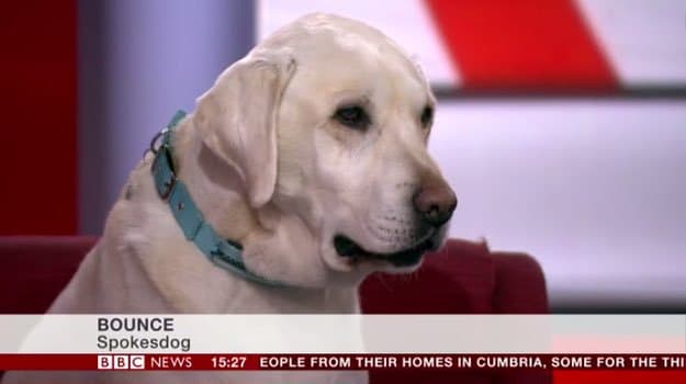 <a href="https://twitter.com/mklvie">@<b>mklvie</b></a> "Finalmente una opinión que quería oír". 13 mil retweets.