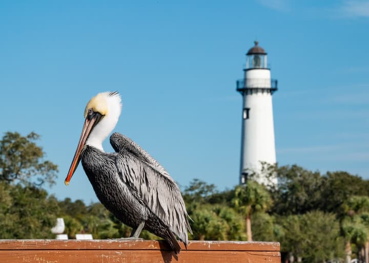 En la isla podrás subir al faro, aprende a remar o surfear y mucho más.