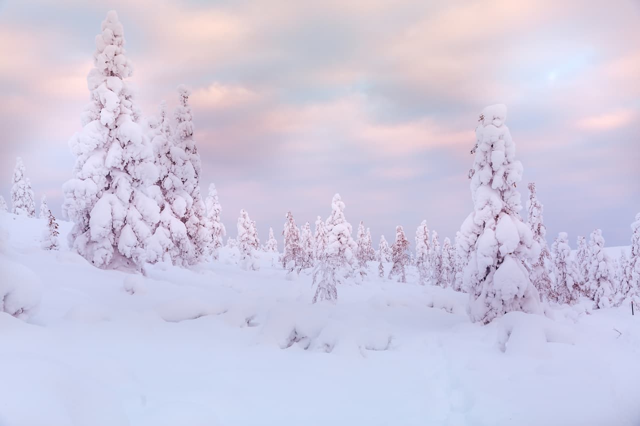Los árboles congelados de Laponia. En el rincón más septentrional de Finlandia, estos bosques parecieran albergar figuras míticas que se elevan del suelo nevado.