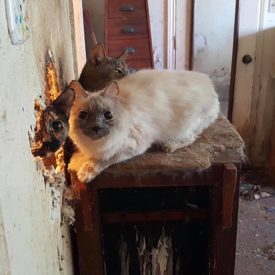 La casa presuntamente había sido abandonada y los pasados residentes vivían en un garaje adyacente.