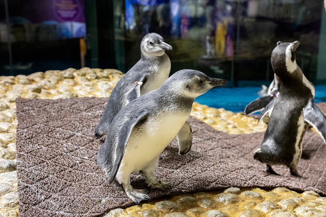 El acuario Shedd también tiene nuevos programas de aprendizaje como Family First Saturdays, que contará con un tema de pingüinos el sábado 5 de octubre. Puedes encontrar más información sobre la membresía de Shedd en el sitio
<a href="https://www.sheddaquarium.org/penguinencounter/" target="_blank">web</a> de Shedd.