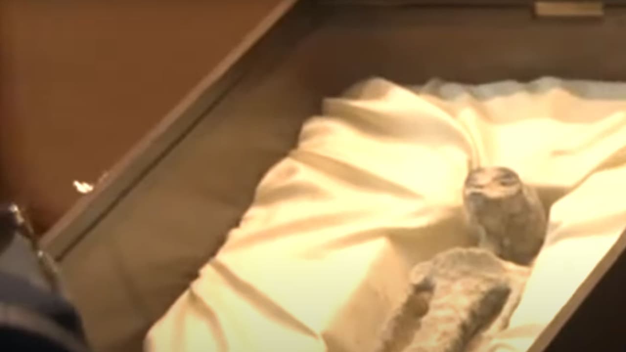 Los cuerpos fueron encontrados en el 2017 en Perú, en una mina de diatomea.