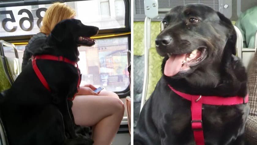 La historia de Eclipse, la perra que tomaba el bus sola en la ciudad de Seattle