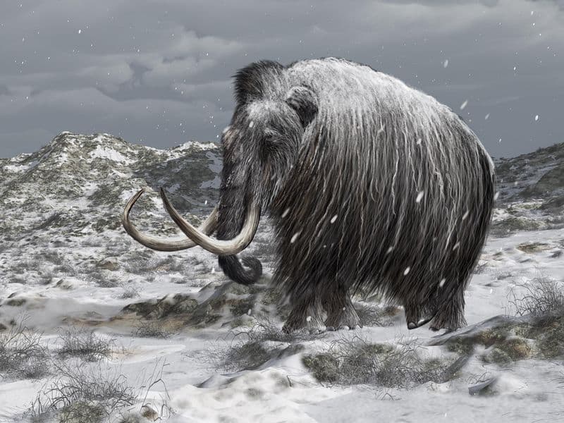 El mamut lanudo es considerado como un guardián medioambiental que favoreció la salud del planeta tierra.