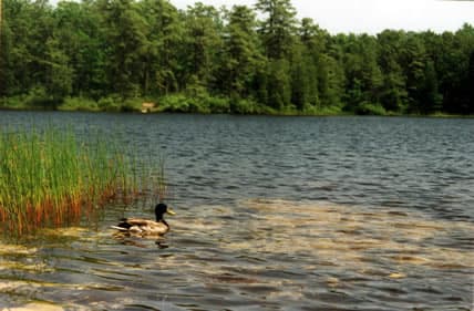 Rodeado de senderos para caminatas y bosques, el
<b><a href="https://www.njparksandforests.org/parks/bassriverstateforest.html" target="_blank">lago Absegami</a></b>
<a href="https://www.njparksandforests.org/parks/bassriverstateforest.html" target="_blank"> </a>de 67 acres es el lugar perfecto para pasar un día al aire libre. Abierto desde el Día de los Caídos hasta el Día del Trabajo, el área está atendida por socorristas y ofrece una experiencia clásica en el lago, que incluye helado del puesto de concesiones después de haber abierto el apetito después de nadar. Si está considerando conducir, planifique salir temprano: las entradas están limitadas después de que el estacionamiento se llena.
<br>
<br>📍 762 Stage Rd., Tuckerton, N.J.
<br>💲 $ 10 por vagón los fines de semana y feriados para los residentes de Nueva Jersey ($ 20 para los que no son residentes de Nueva Jersey); $ 5 por autocargado de lunes a viernes ($ 10 para residentes que no sean de Nueva Jersey).
<br>