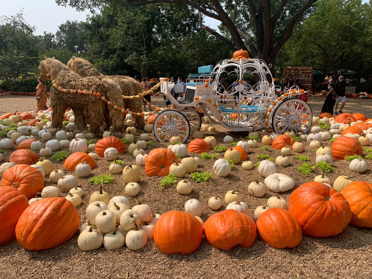 El jardín botánico de Dallas ya abrió sus puertas para esta temporada de otoño, con su festival que dio inicio este fin de semana en medio de la 
<a href="https://www.univision.com/local/dallas-kuvn/los-dallas-cowboys-sufren-en-su-arrancada-en-su-primer-juego-en-casa-en-medio-de-la-pandemia-fotos">pandemia del coronavirus</a>.