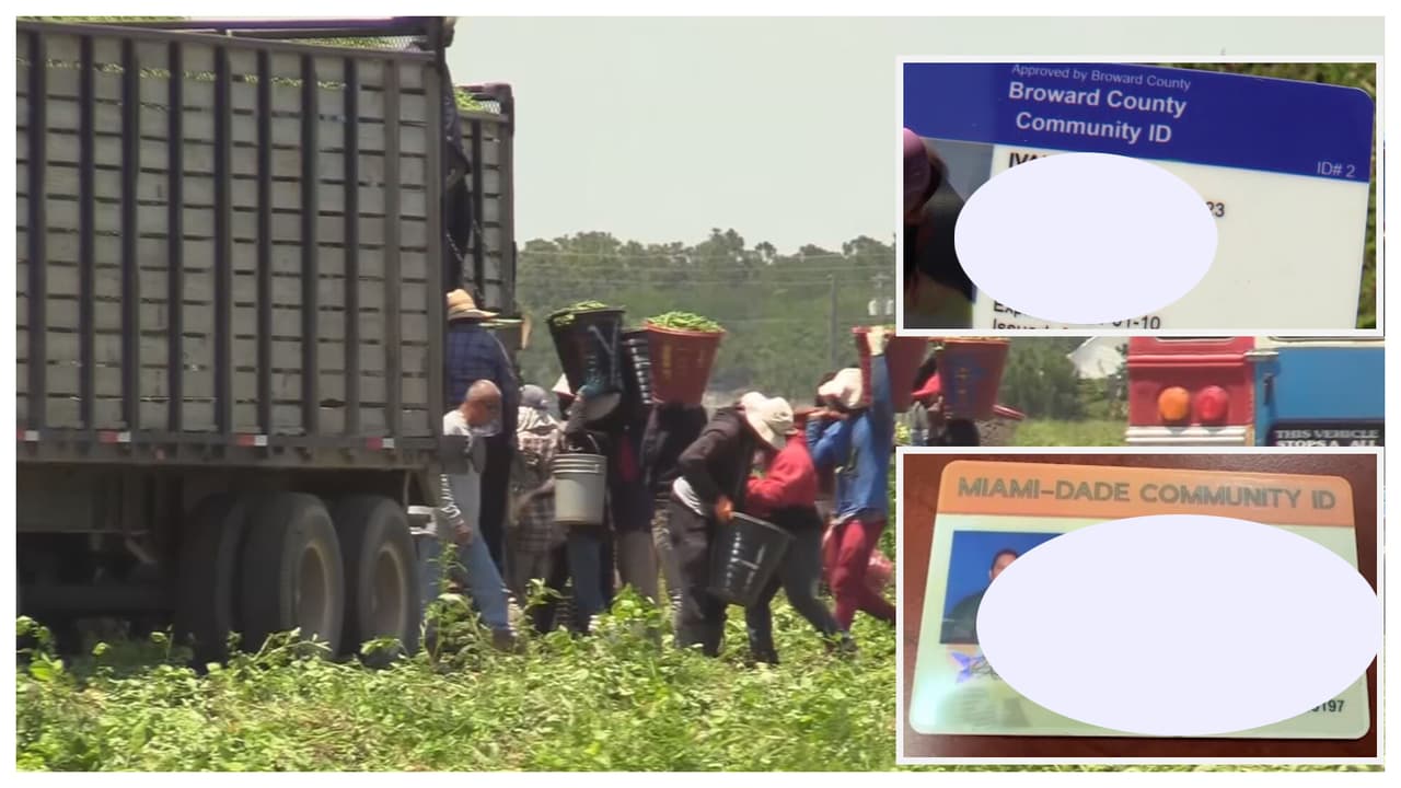 Inmigrantes indocumentados no podrían utilizar identificaciones comunitarias, según proyecto de ley en Florida