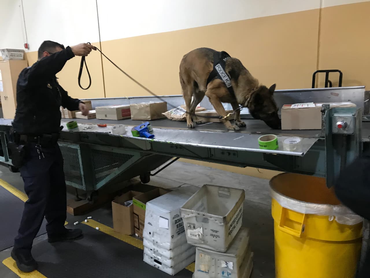 Los oficiales se apoyan en un equipo de sabuesos entrenados cuyos afinado olfato les ayuda de detectar las sustancias ilícitas entre los millones de paquetes.