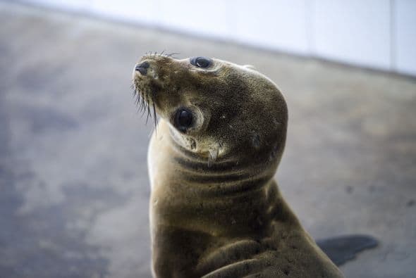 Encuentran a una foca bebé en plena calle de Nueva Jersey